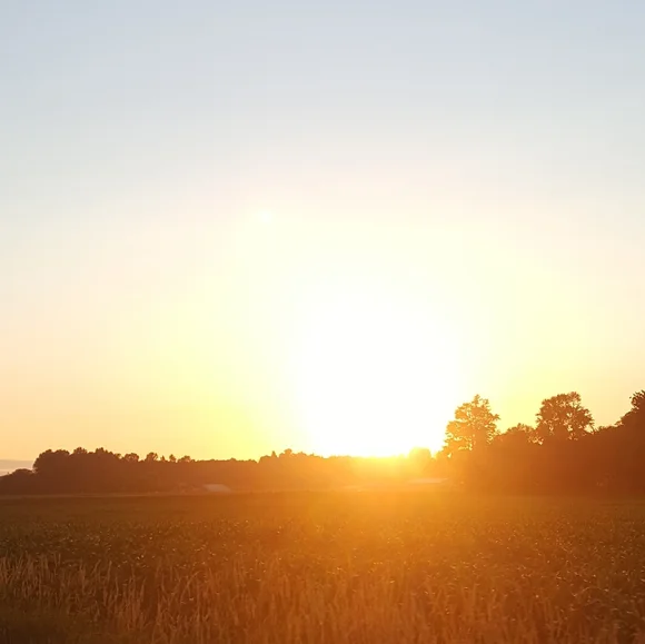 Meet your Posher🍄🐾☘️ - Picture 5 of 12